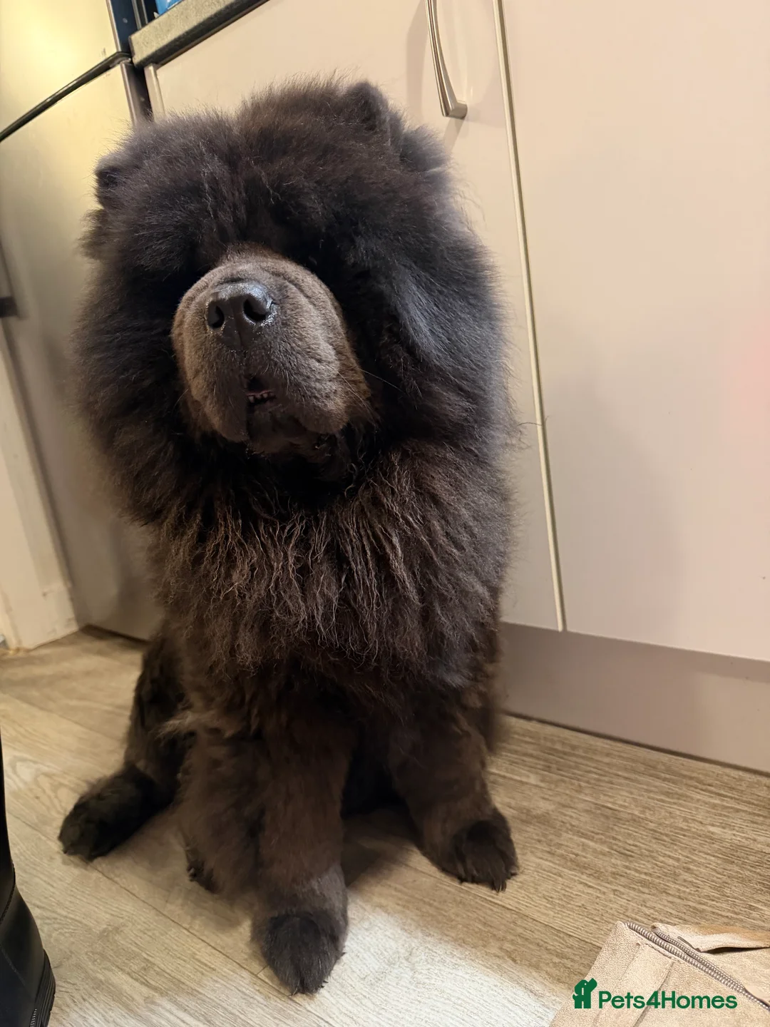 Chow Chow dogs for stud: Blue KC registered Teddy Bear Max open for Stud  - Advert 3