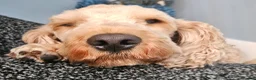 Cockapoo dogs for sale: Male cockapoo in Hull - Advert 13