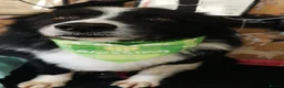 Border Collie dogs for sale: ISDS registered pups from amazing lines - Advert 7