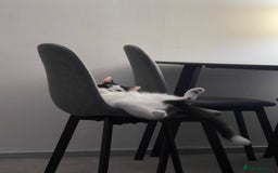 British Longhair cats for sale: Cuddly, playful male cat looking for a new home  - Image 12