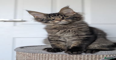 Maine Coon cats - Advert 7