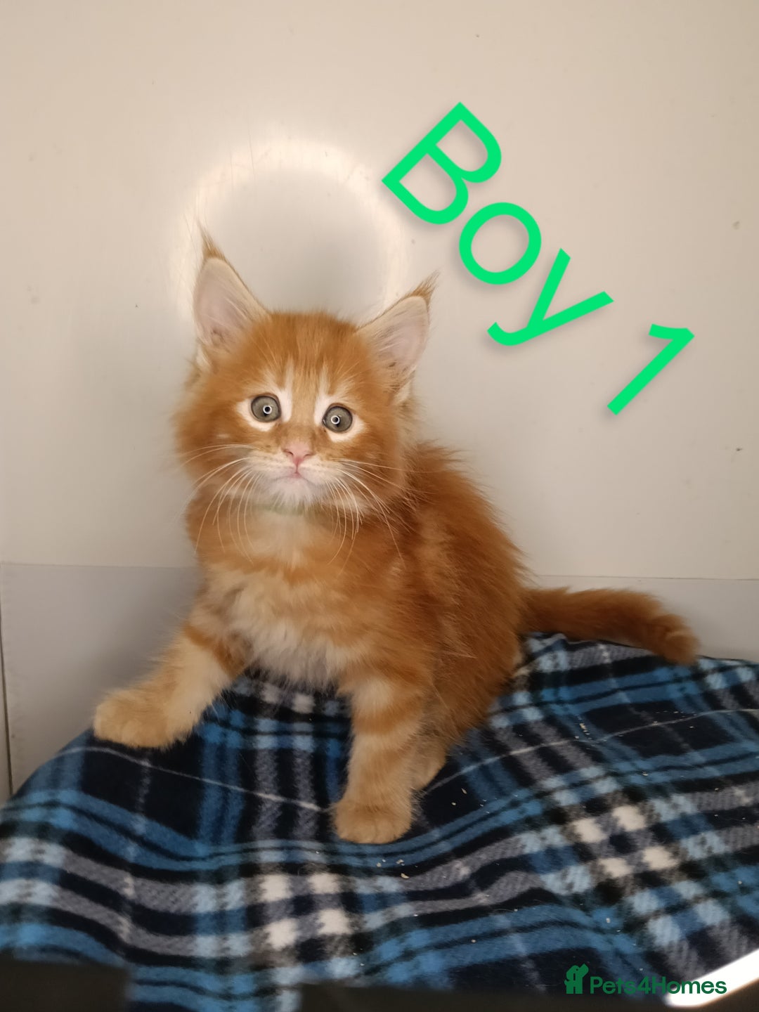 Maine Coon cats for sale: 'PuuureLove' Maine Coon kittens  - Image 1