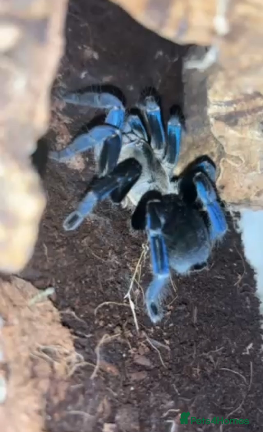 Tarantulas invertebrates for sale: Tarantula’s For Sale  - Advert 5