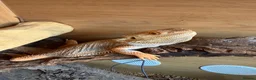 Bearded Dragon reptiles for sale: Bearded Dragon 2 year old free to good home  in Telford - Advert 4