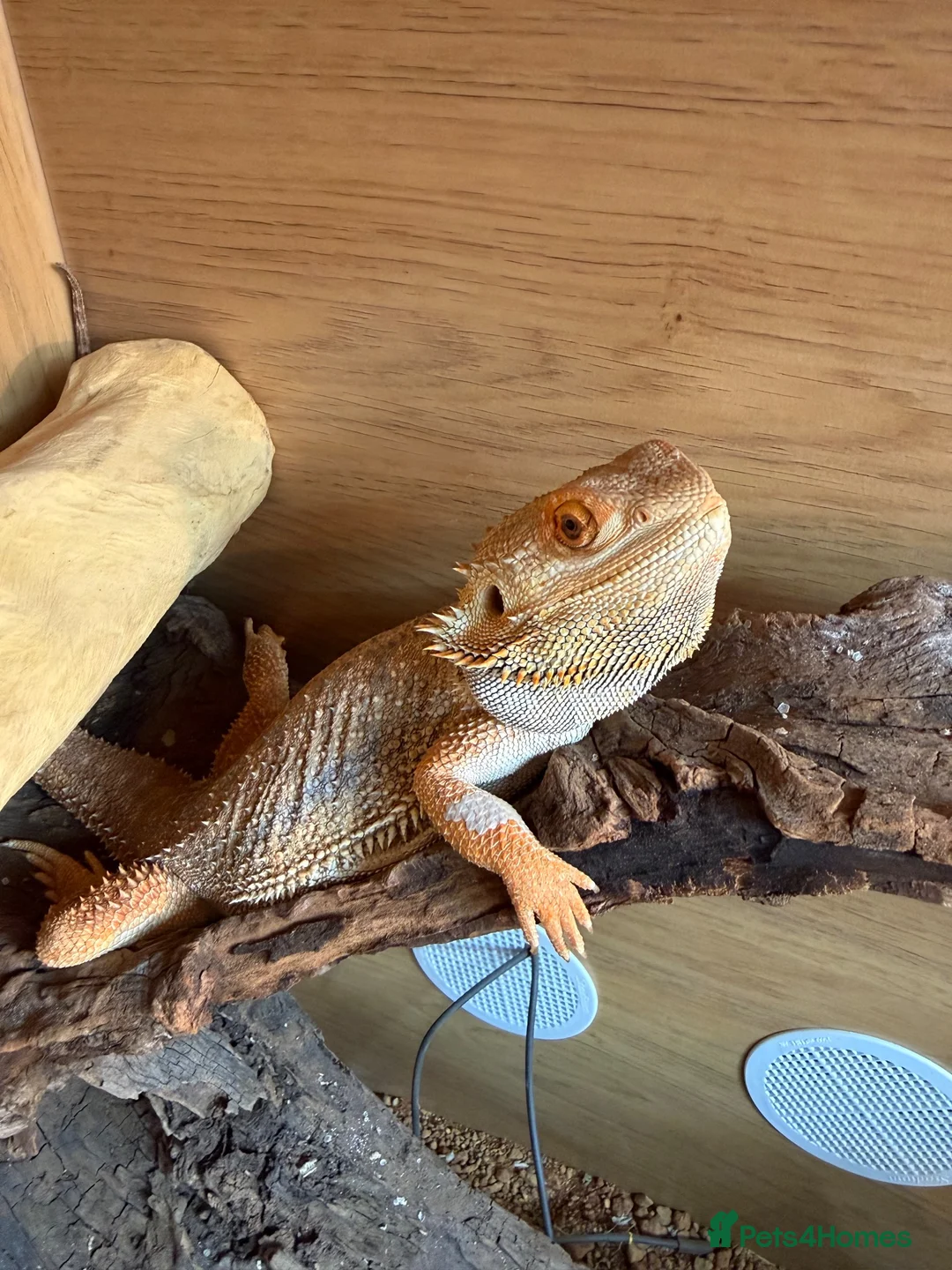 Bearded Dragon reptiles for sale: Bearded Dragon 2 year old free to good home  in Telford - Advert 4