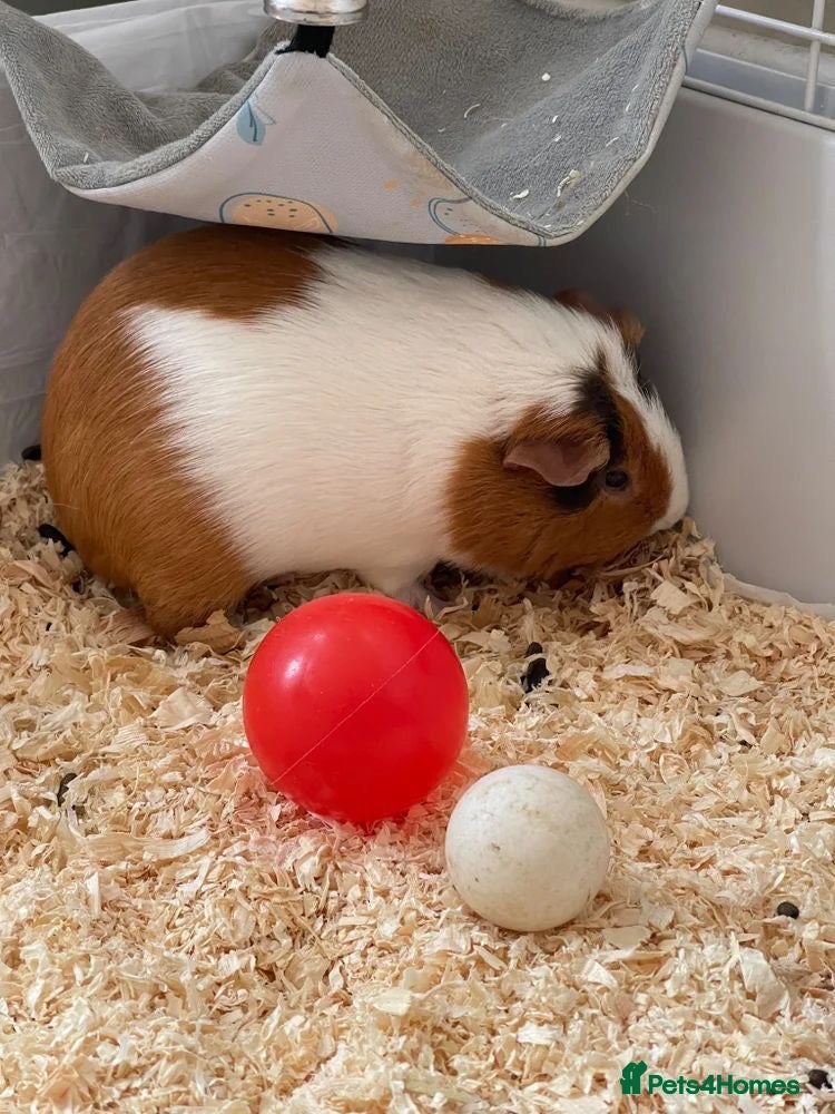 Guinea Pig rodents Bonded Father & Son Guinea Pigs–Must Stay Together - Advert 2