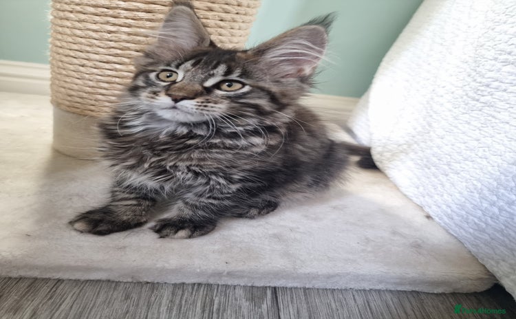 Maine Coon cats - Advert 6