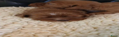Cocker Spaniel 2