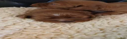 Cocker Spaniel dogs for sale: Kc Reg health tested working cocker spaniels  - Advert 10