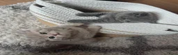 British Shorthair cats for sale: British shorthair kittens🐱 - Advert 7