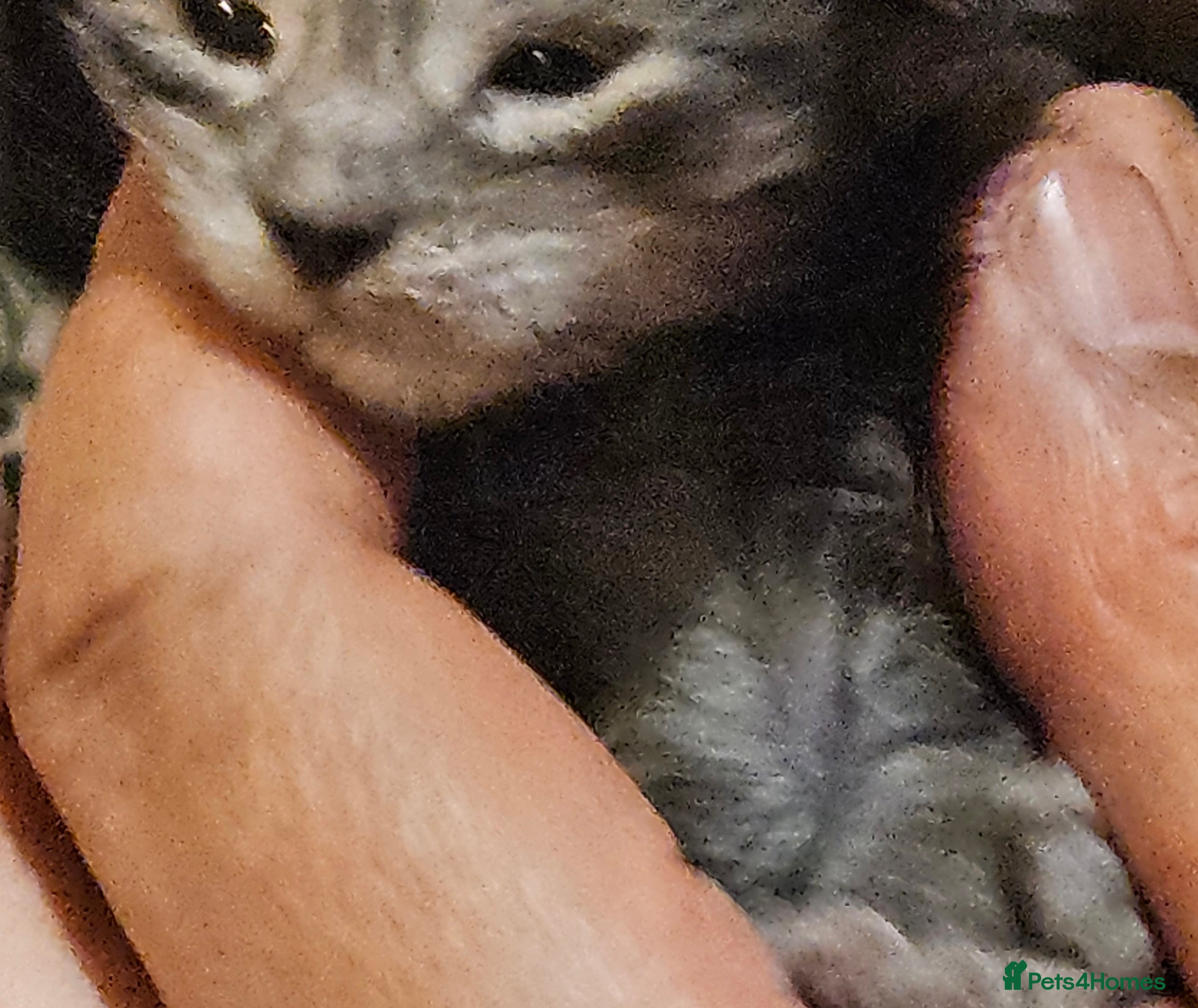 Maine Coon cats GCCF Maine coon litter  - Advert 3