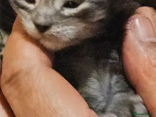 Maine Coon cats GCCF Maine coon litter - Advert 3