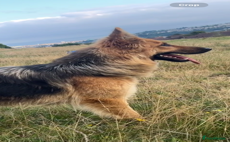German Shepherd dogs - Advert 3