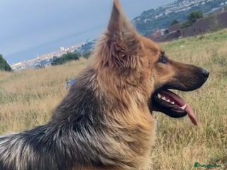 German Shepherd dogs - Advert 7