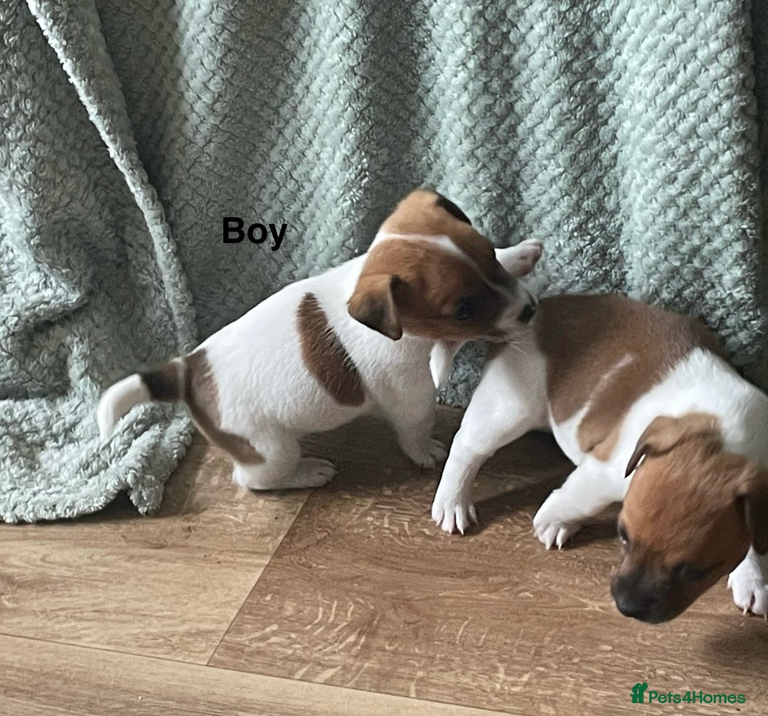 Jack Russell dogs for sale: Jack Russel Pups Short Legged - Image 17
