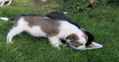 Border Collie dogs - Advert 12