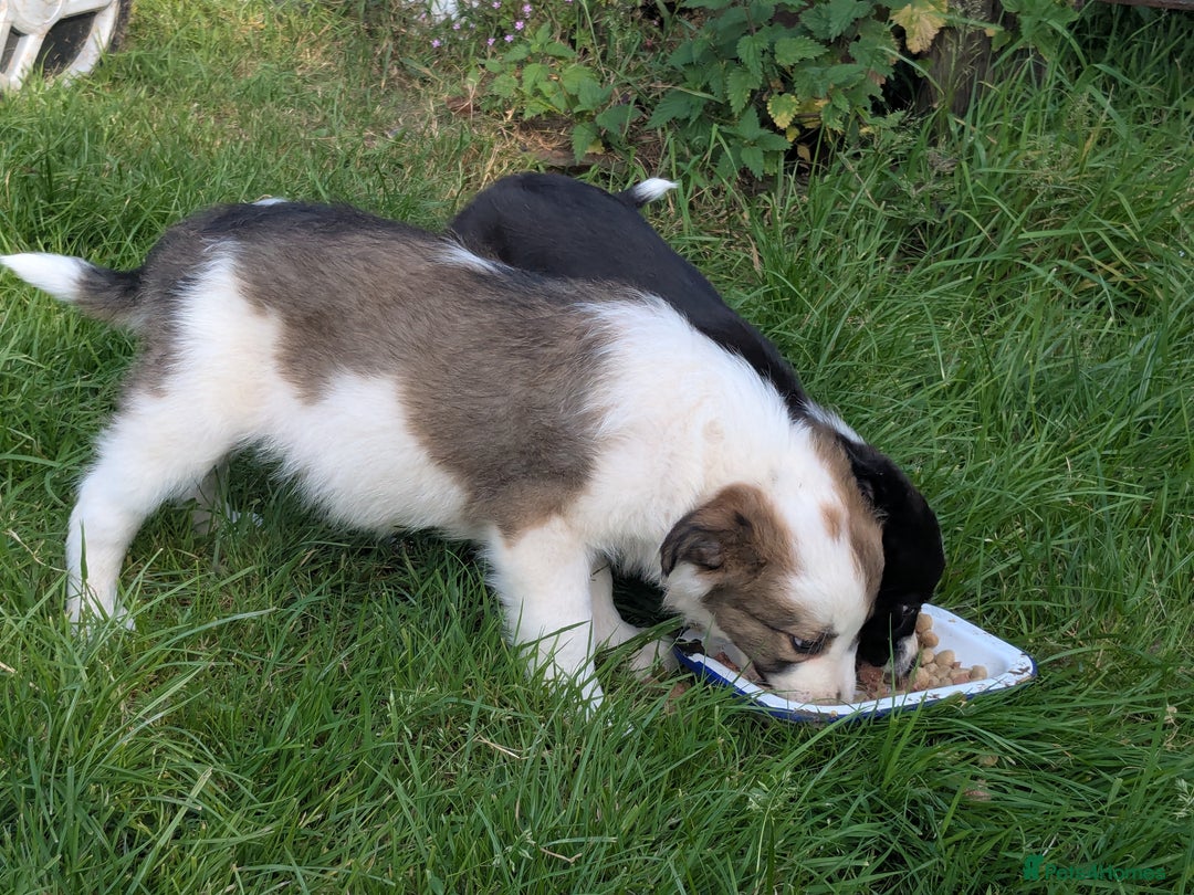 Border Collie dogs for sale: Border Collie Puppies  - Image 3