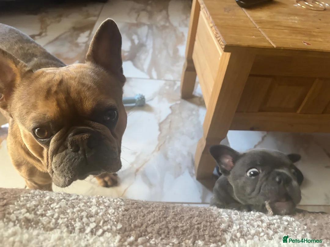 French Bulldog dogs for sale: French bulldog boy for sale - Advert 2