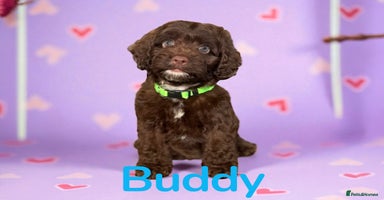 Cockapoo dogs - Advert 8