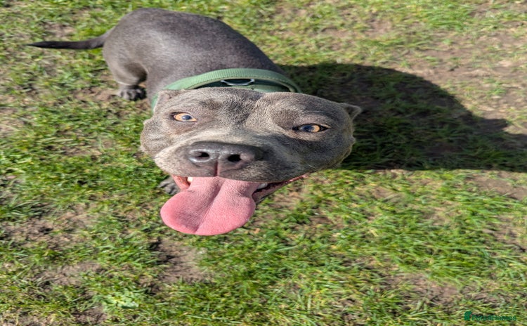 Staffordshire Bull Terrier dogs - Advert 10