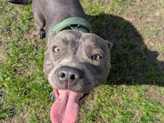 Staffordshire Bull Terrier dogs - Advert 13