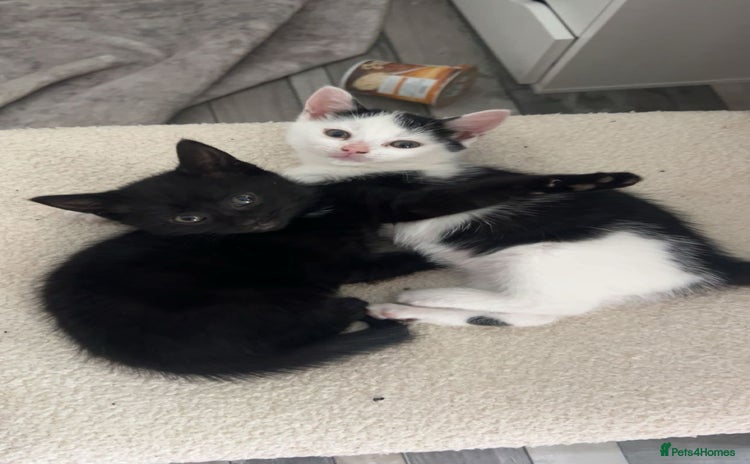 Brazilian Shorthair cats - Advert 1