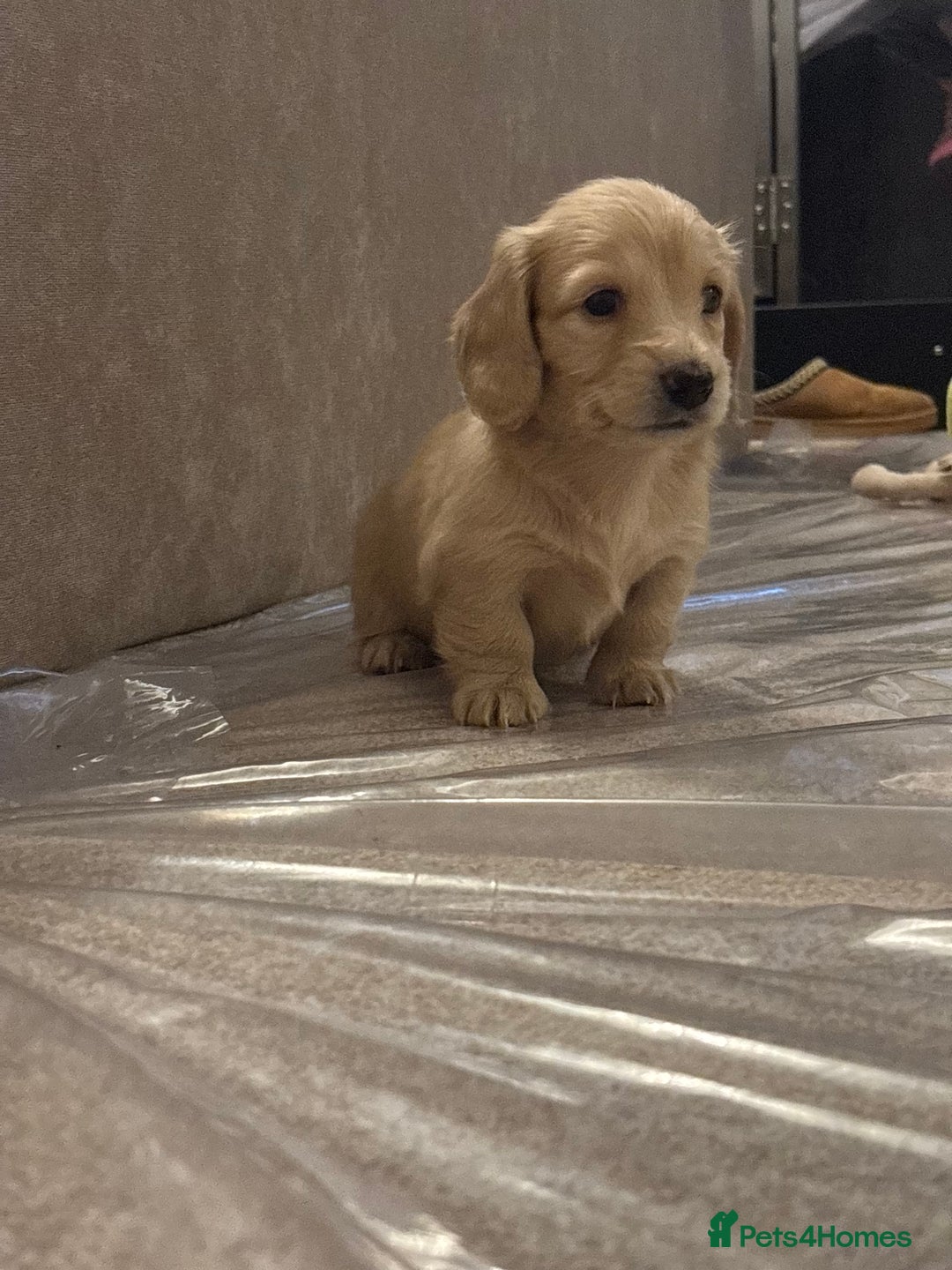 Miniature Dachshund dogs for sale: English cream longhair miniature daschound  - Advert 12