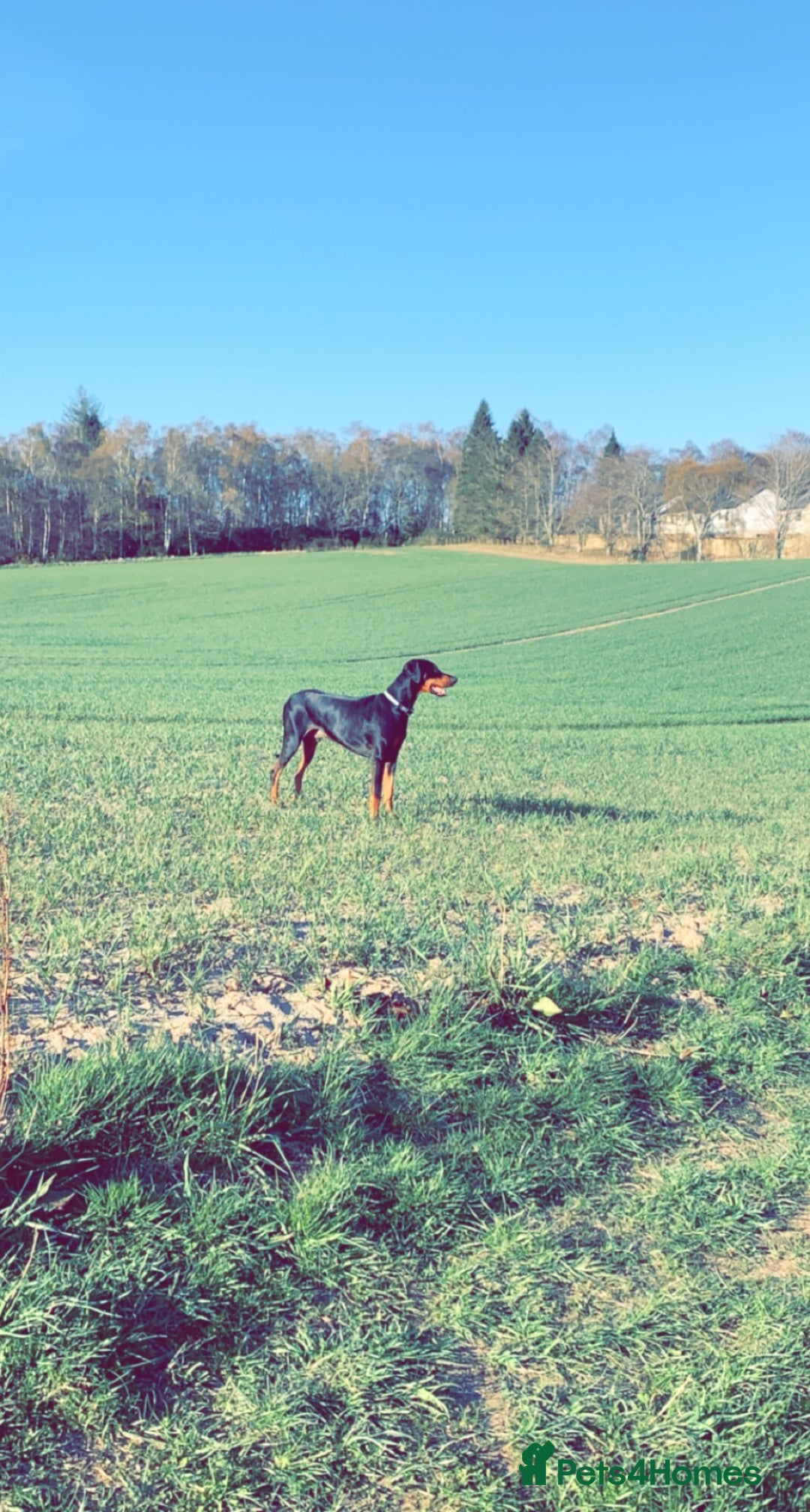 Dobermann dogs for sale: Wonderful Doberman for unfortunate adoption  - Advert 26