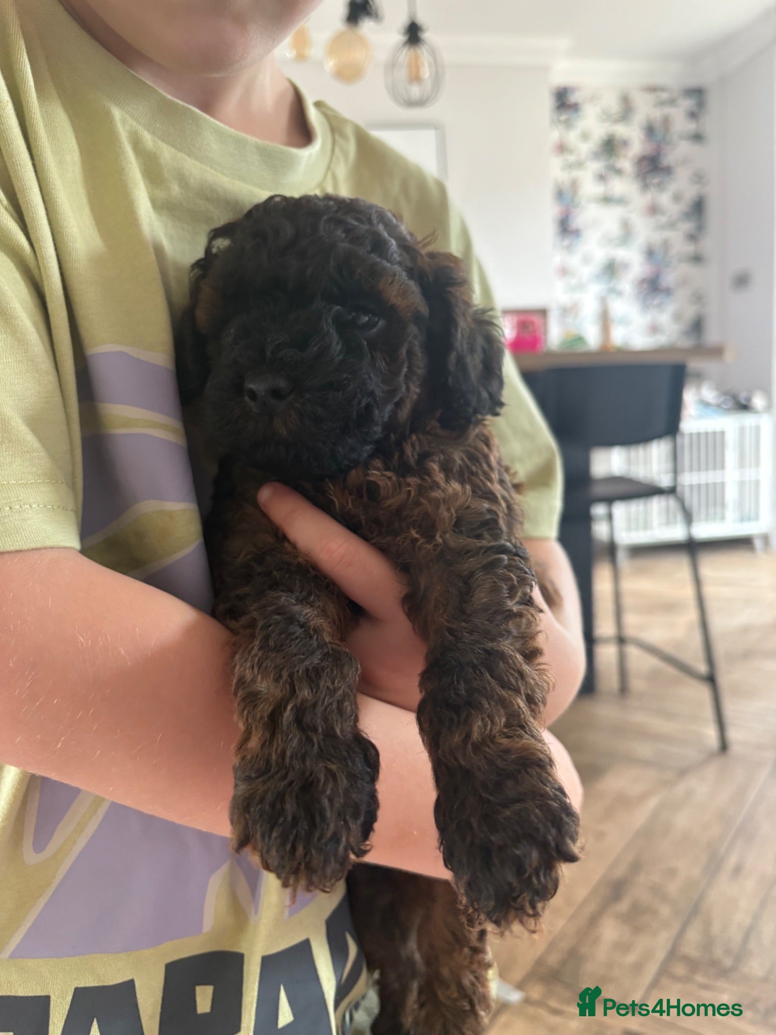 Cavapoo dogs Cavapoo puppies 3 Left  🐶Reduced  - Advert 1