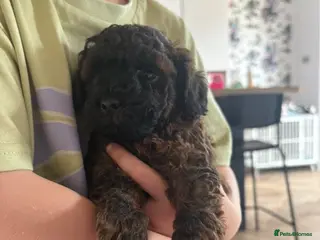 Cavapoo dogs Cavapoo puppies 3 Left 🐶Reduced - Advert 1