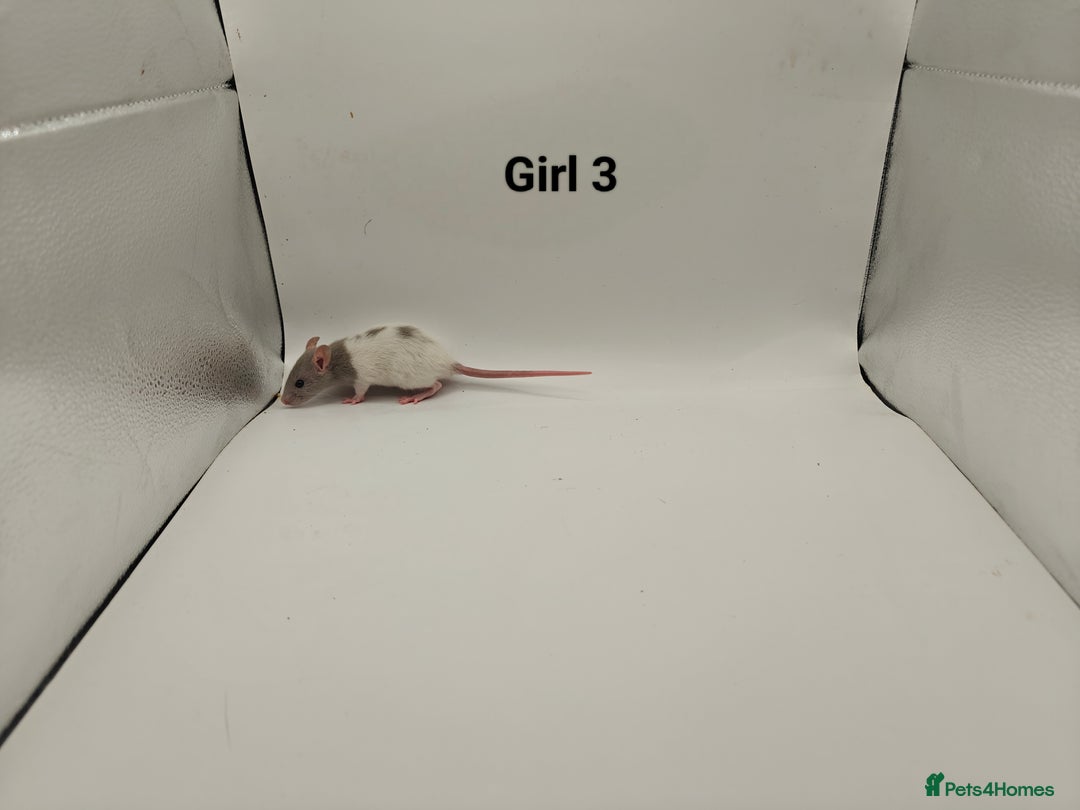 Rat rodents for sale: DEC: 24 Rats (5 Rats: 3 Boys & 2 Girls Left) - Advert 17