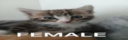 Mixed Breed cats for sale: 5 beautiful kittens for sale - Advert 29