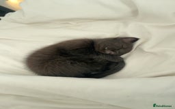 Ragdoll cats for sale: Black half Ragdoll male kitten available  - Image 2