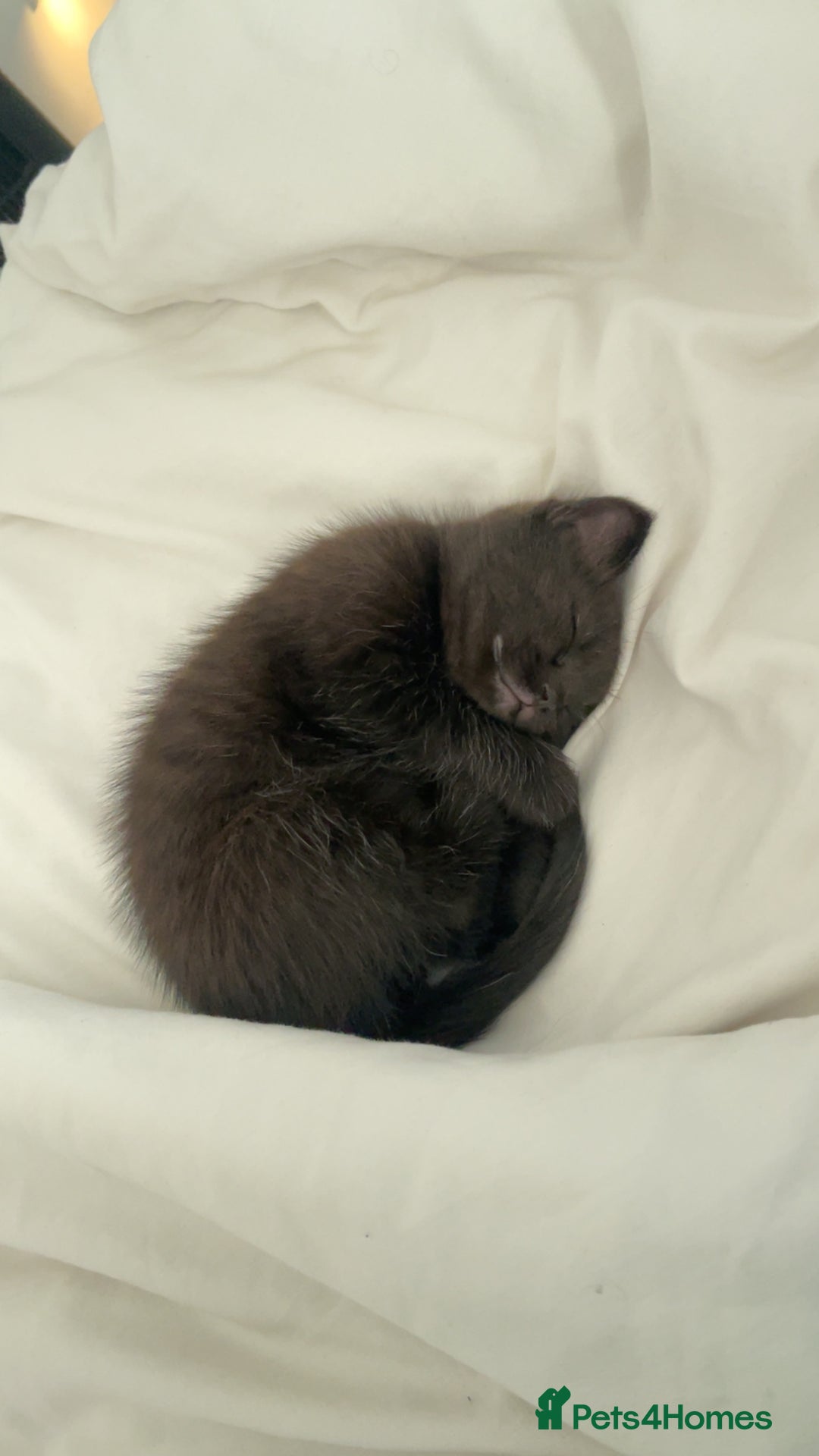 Ragdoll cats for sale: Black half Ragdoll male kitten available  - Image 2