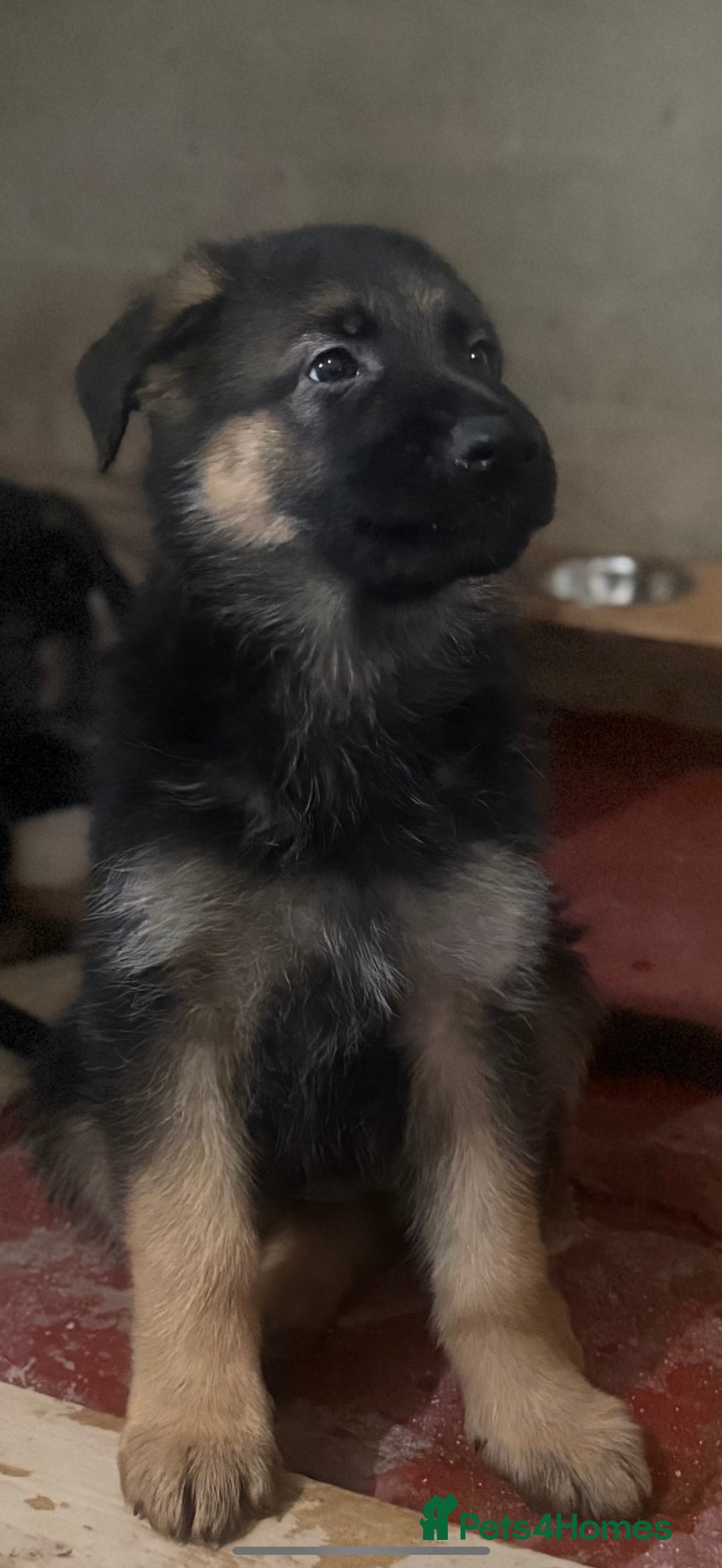 German Shepherd dogs for sale: German Shepherd Puppies Ready from 15th November - Image 7
