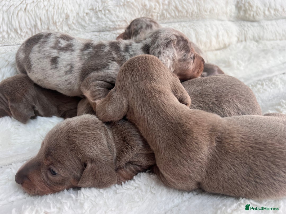 Miniature Dachshund dogs for sale: Miniature dachshunds  - Image 21