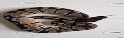 Python Snake reptiles for sale: Royal pythons in Dawlish - Advert 7