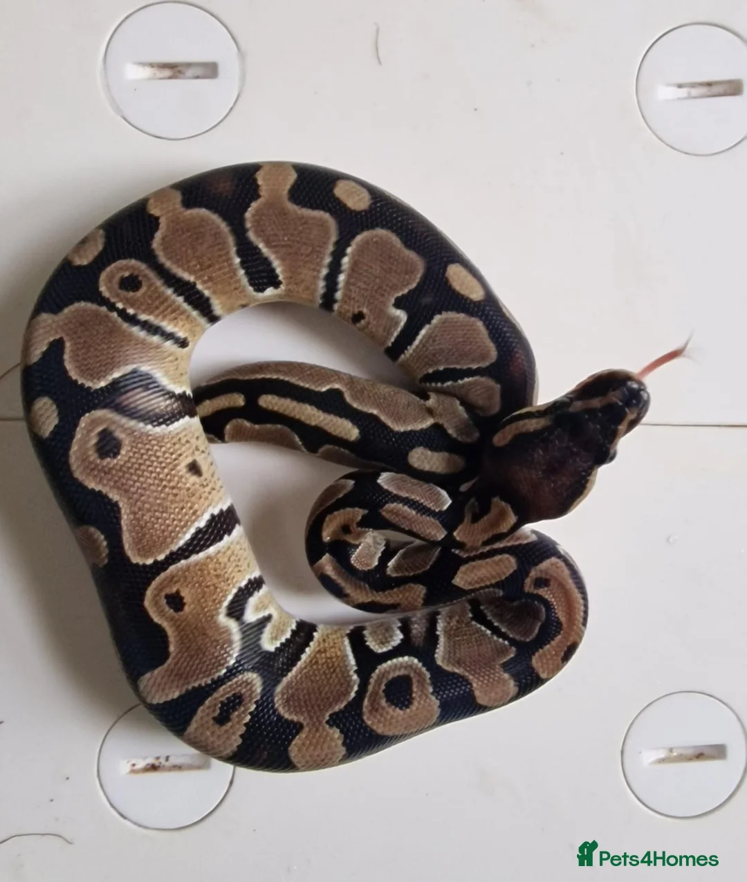 Python Snake reptiles for sale: Royal pythons in Dawlish - Advert 7