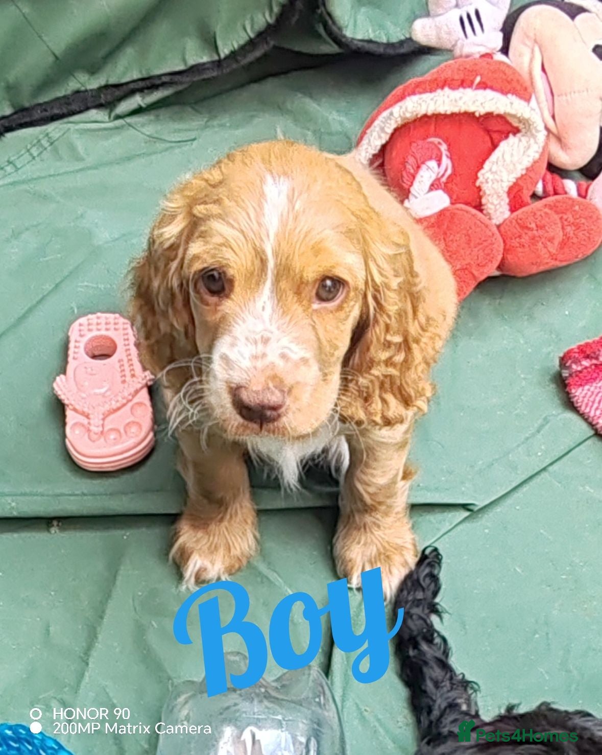 Cockapoo dogs cockapoo puppies F1 - Advert 1