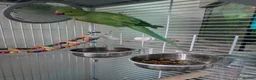 Parrots birds for sale: Pair of Indian Ringneck Parrots with Full Setup in Manchester - Advert 5
