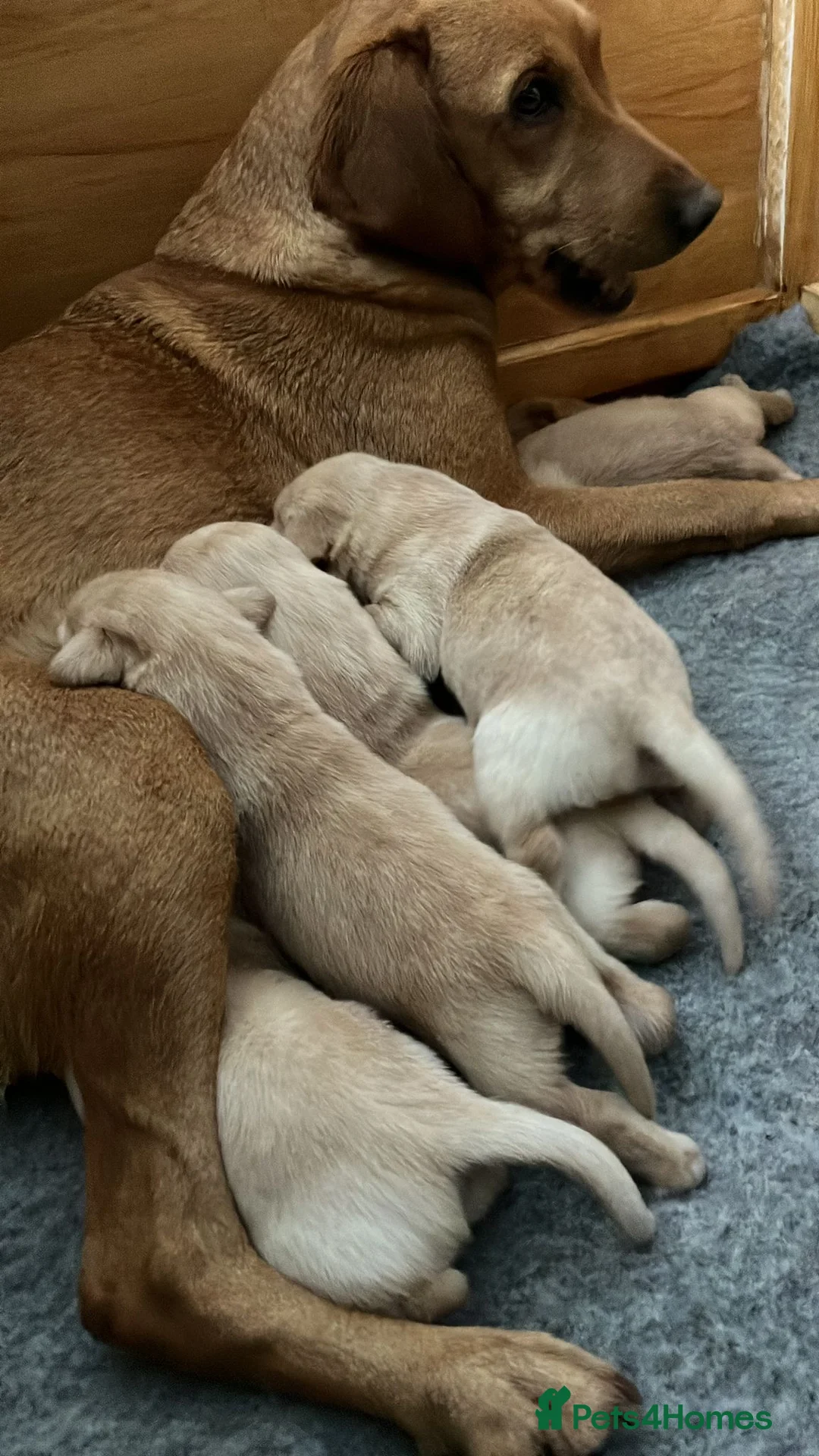 Labrador Retriever dogs for sale: Labrador retriever yellow puppies  - Advert 2