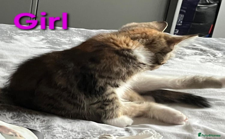 Mixed Breed cats - Advert 8