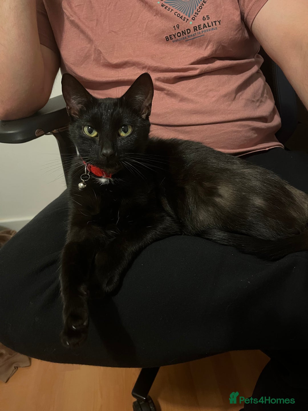 British Shorthair cats for sale: Loving Home Wanted for Black Cat – Nina 🐾 - Advert 1