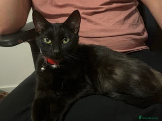 British Shorthair cats Loving Home Wanted for Black Cat – Nina 🐾 - Advert 1