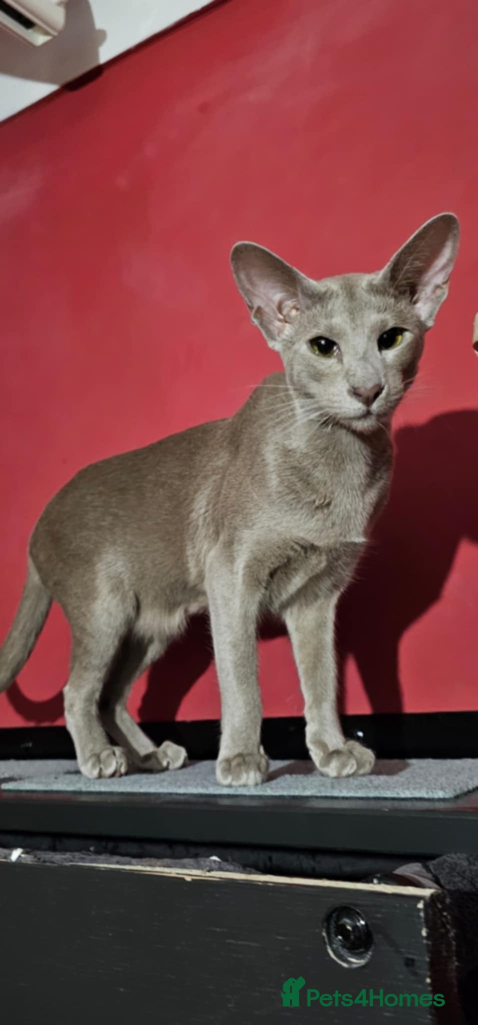 Oriental cats GCCF Lilac Oriental Shorthair Queen for Sale - Advert 1
