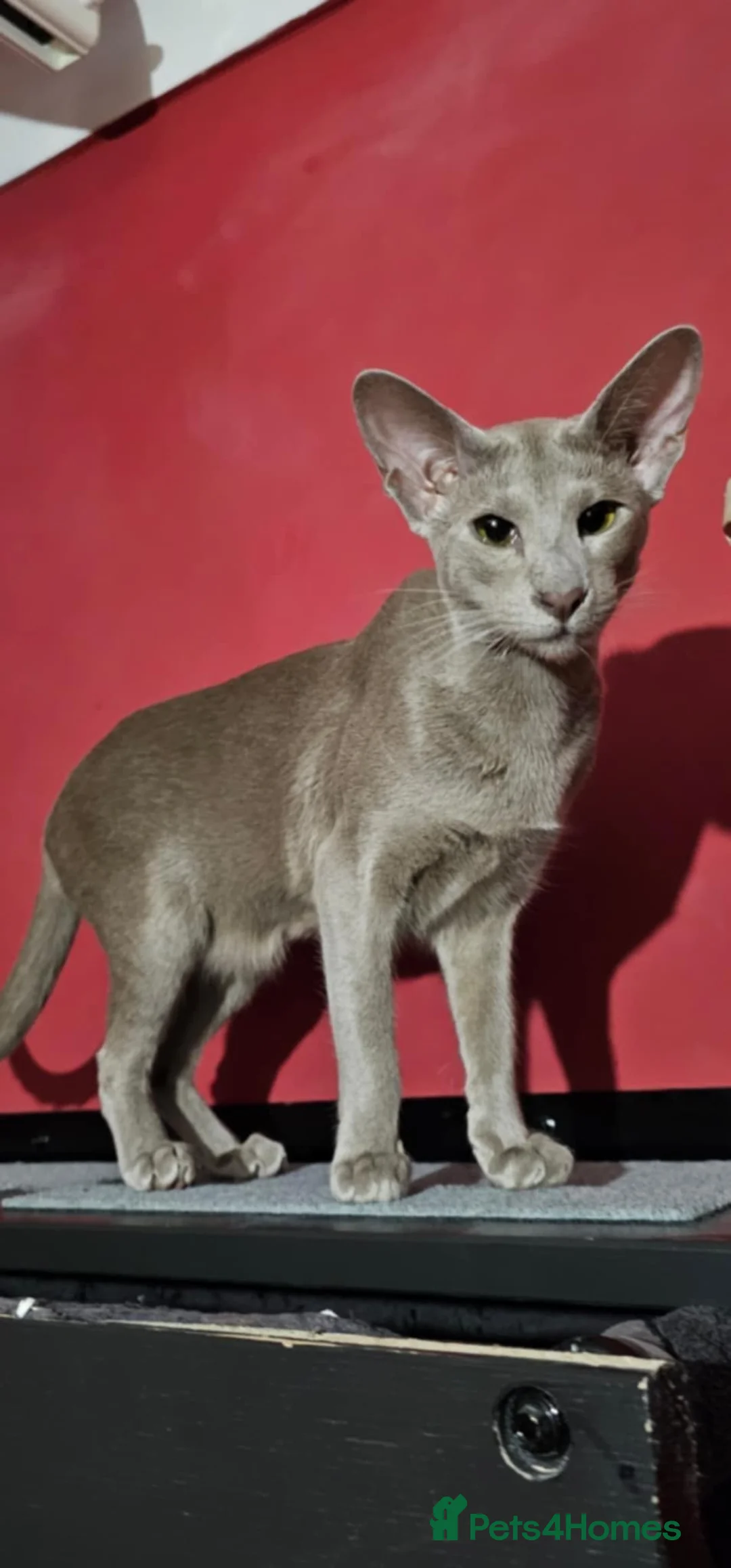 Oriental cats for sale: GCCF Lilac Oriental Shorthair Queen for Sale - Advert 1