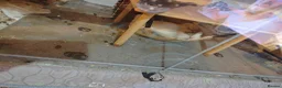Guinea Pig rodents for sale: Lovely Guinea's  in Great Yarmouth - Advert 3