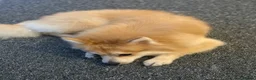 Pomeranian dogs for stud: Pomeranian for STUD  - Advert 7