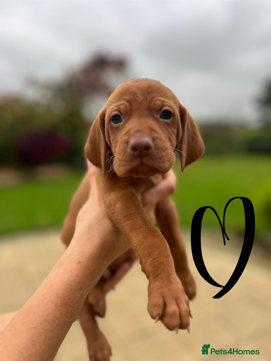 Hungarian Vizsla dogs for sale: Hungarian Vizsla Puppies  - Advert 11