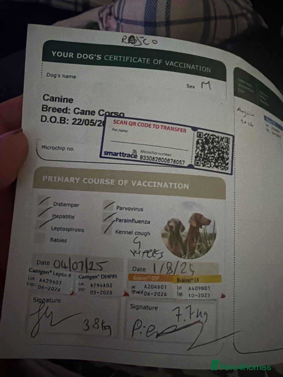 Cane Corso dogs for sale: Rosco Cane corso  - Advert 2
